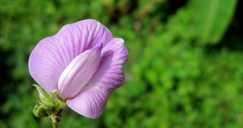 Pexels/Raashid Ahamed